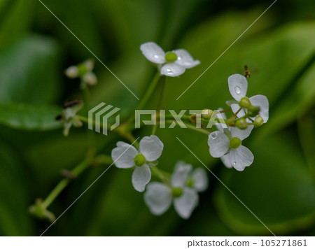 新興植物花卉 105271861