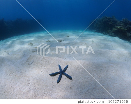 sandy starfish 105271936