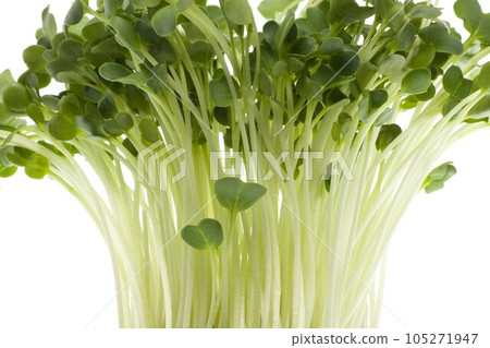 蘿蔔蘿蔔 蘿蔔蘿蔔 105271947