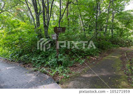 夏季志賀高原市池周邊的徒步路線 夏季志賀高原市池周邊的徒步路線 105271959