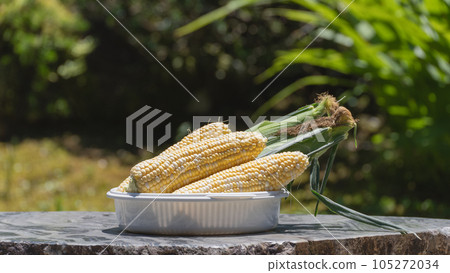 raw corn peeled 105272034