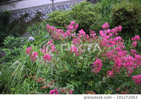 Flower of crape mybs 105272063