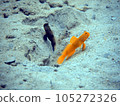 好朋友蝦虎魚 105272326
