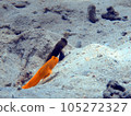 好朋友蝦虎魚 105272327