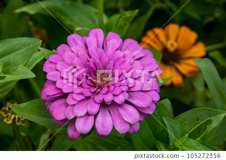 Zinnia Zinnia 105272356