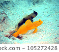 好朋友蝦虎魚 105272428