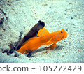 好朋友蝦虎魚 105272429