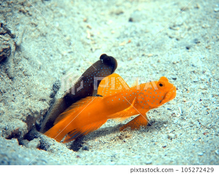 好朋友蝦虎魚 好朋友蝦虎魚 105272429