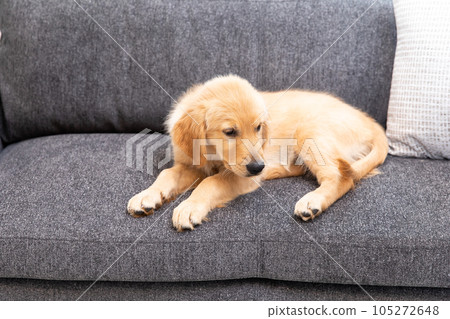 golden retriever puppy 105272648