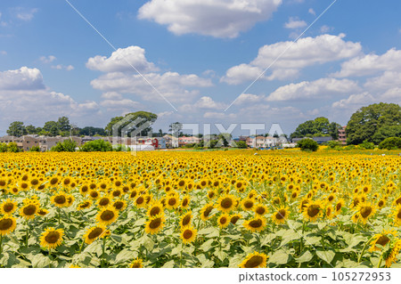 Kiyose Sunflower Festival Kiyose Sunflower Festival 105272953