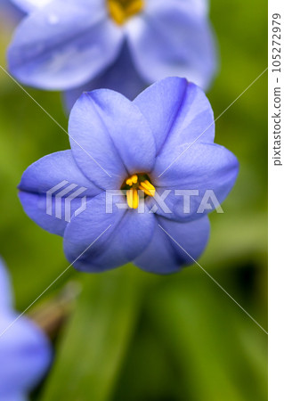 Flowers of spring Flowers of spring 105272979