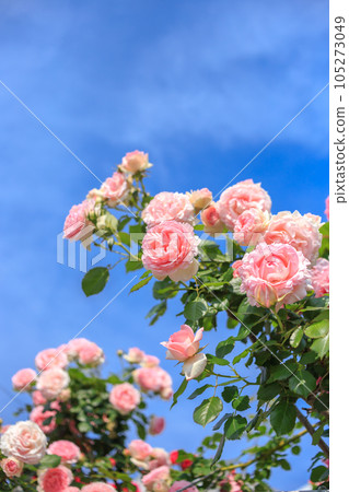 Rose flower outdoor shooting image 105273049