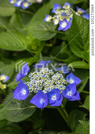 Hydrangea flower 105273064