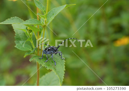 Gomadarakamikiri 105273390