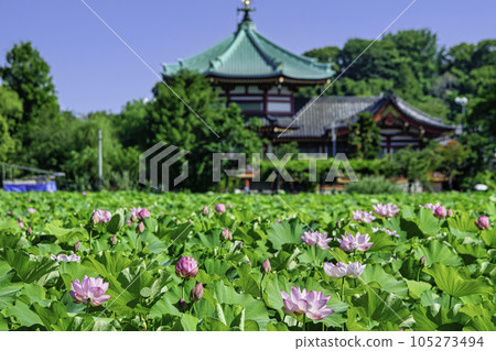 Tokyo Ueno Park Shinobazu Pond lotus flower 105273494