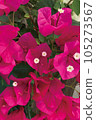 Bougainvillea 105273567