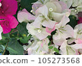 Bougainvillea 105273568