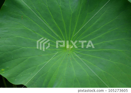 Oga蓮花葉子 105273605