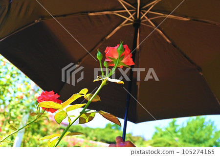 Putting a parasol on a red rose Putting a parasol on a red rose 105274165