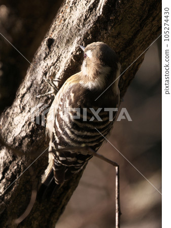 The smallest woodpecker 105274430