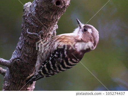 The smallest woodpecker 105274437