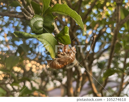 Cicada shell on a branch of fragrant rhinoceros Cicada shell on a branch of fragrant rhinoceros 105274618