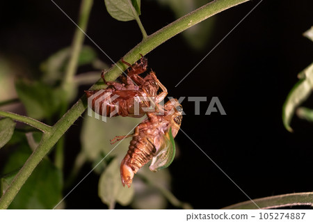Adult cicada emerging from its shell Adult cicada emerging from its shell 105274887