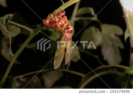 Cicadas emerging Cicadas emerging 105274890