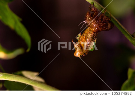Cicadas upside down and out of the shell Cicadas upside down and out of the shell 105274892