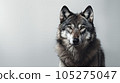 Advertising portrait, banner, gorgeous gray classic wolf isolated on gray background. High quality illustration 105275047