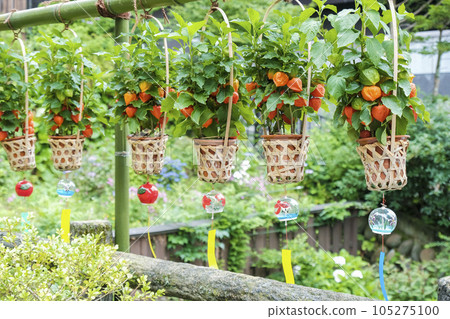 Hozuki and wind chimes 105275100