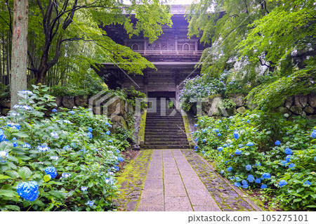 Hydrangea of the approach 105275101