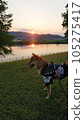 Dog watching the sunset 105275417