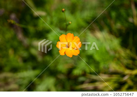 cosmos flower orange orange autumn image 105275647