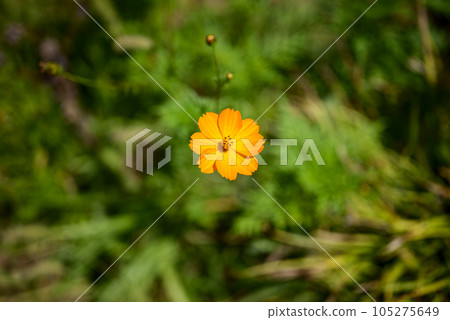 cosmos flower orange orange autumn image 105275649