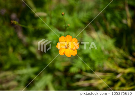 宇宙花橙色橙色秋天圖像 105275650