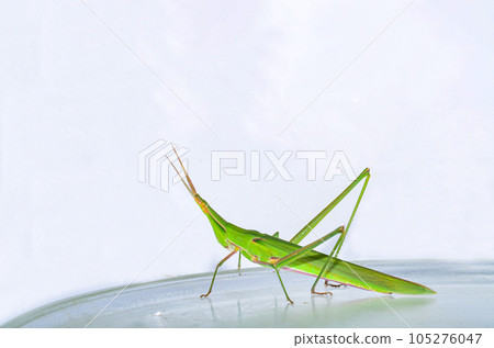 Green grasshopper on a plate Green grasshopper on a plate 105276047