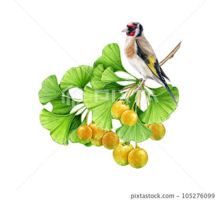 Goldfinch bird on a ginkgo biloba tree branch with green leaves and fruit. Watercolor illustration. Hand painted small garden goldfinch bird on a ginkgo tree branch decor element. White background Goldfinch bird on a ginkgo biloba tree branch with green leaves and fruit. Watercolor illustration. Hand painted small garden goldfinch bird on a ginkgo tree branch decor element. White background 105276099