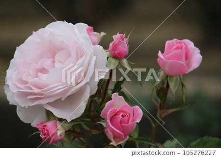 玫瑰 玫瑰 105276227