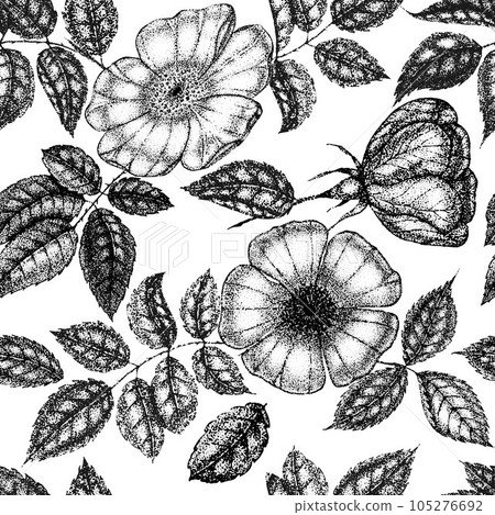 Wild rose flowers drawing and sketch with pointillism on white backgrounds. Vintage pattern of branch with rosehip fruits and leaves. 105276692