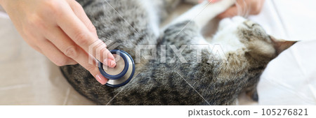 A cat is examined by a veterinarian in the clinic, close-up A cat is examined by a veterinarian in the clinic, close-up 105276821