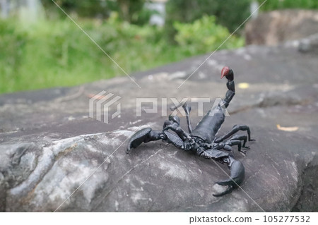 A detailed and captivating close-up view of scorpion 105277532