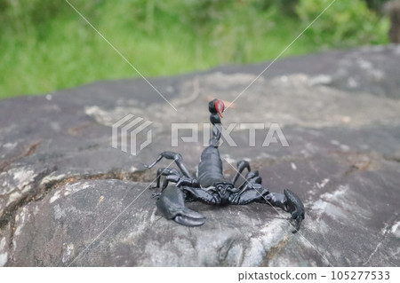 A detailed and captivating close-up view of scorpion 105277533