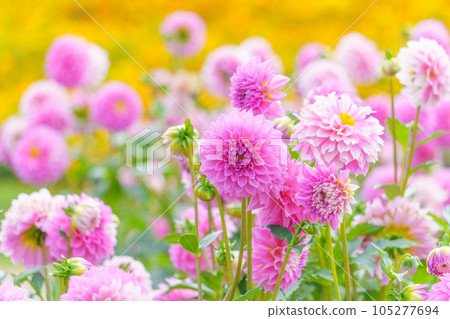 粉紅色大麗花 105277694