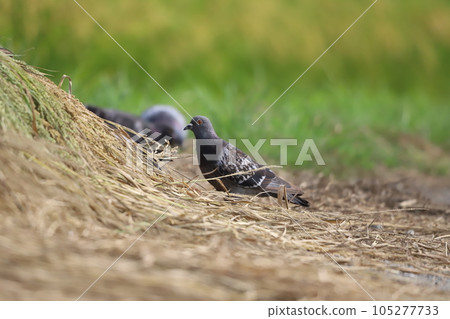 Pigeons eating barnyard grass on the road along the rice field Pigeons eating barnyard grass on the road along the rice field 105277733