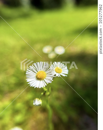 在公園裡盛開的姬路 105277962