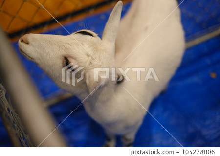 Adorable goat that speaks something 105278006
