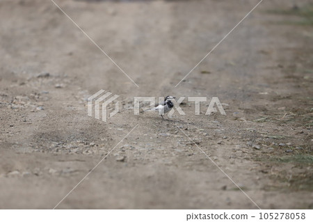 鶺鴒在地上行走 鶺鴒在地上行走 105278058
