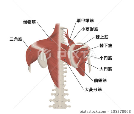 背部肌肉部位位置關係圖解 背部肌肉部位位置關係圖解 105278968