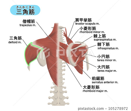 後三角肌各肌肉部位位置關係圖解 105278972